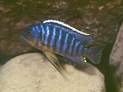 Tropheops sp. 'goldbreast' Liutche